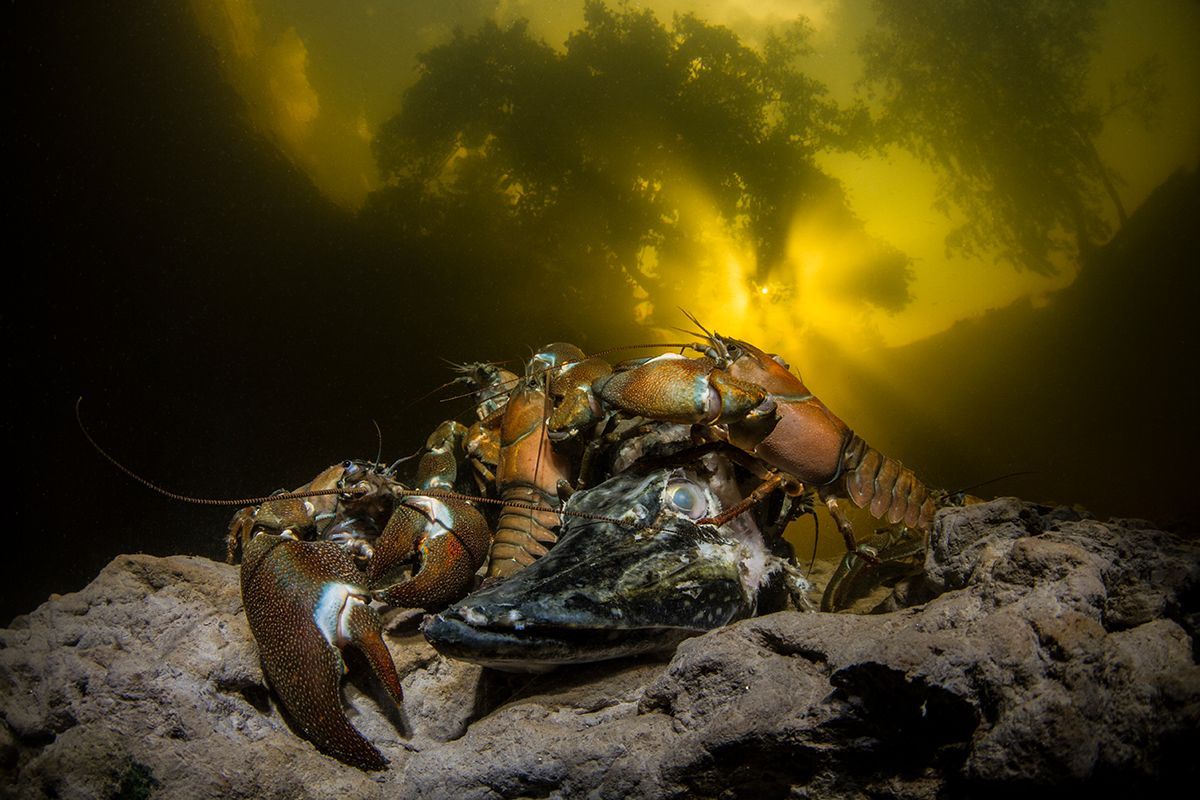 Underwater Photographer of the Year 2017: Vítězové soutěže