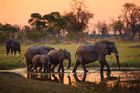 Poslední útočiště slonů v Africe mizí. Botswana otevřela dveře lovcům i pytlákům