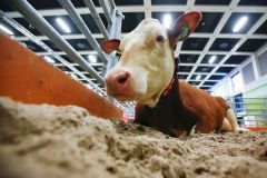 Krávy v ohrožení. Madeta neprodlouží smlouvu více než 70 dodavatelům mléka