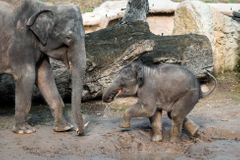 Slonice Situ a Donnu uvidíte o víkendu naposledy, stěhují se do německé zoo