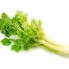 Řapíkatý celer