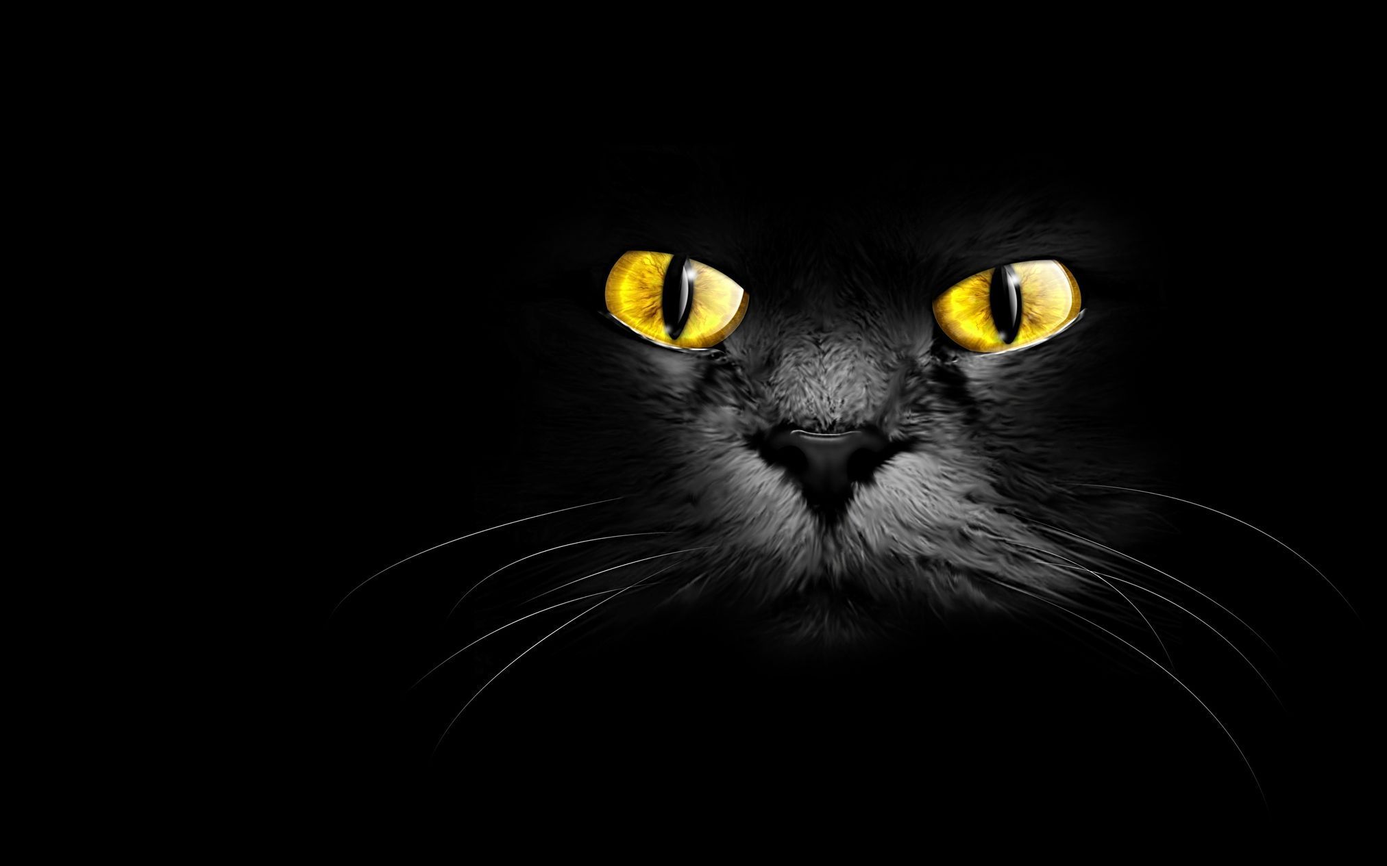 kočka, tma, oči