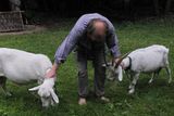 Po areálu se pohybuje značné množství koz a ovcí, stále chodí za průvodcem a vyžadují jeho pozornost.