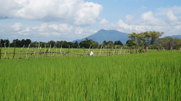 Rýžová pole v Kambodži. 
