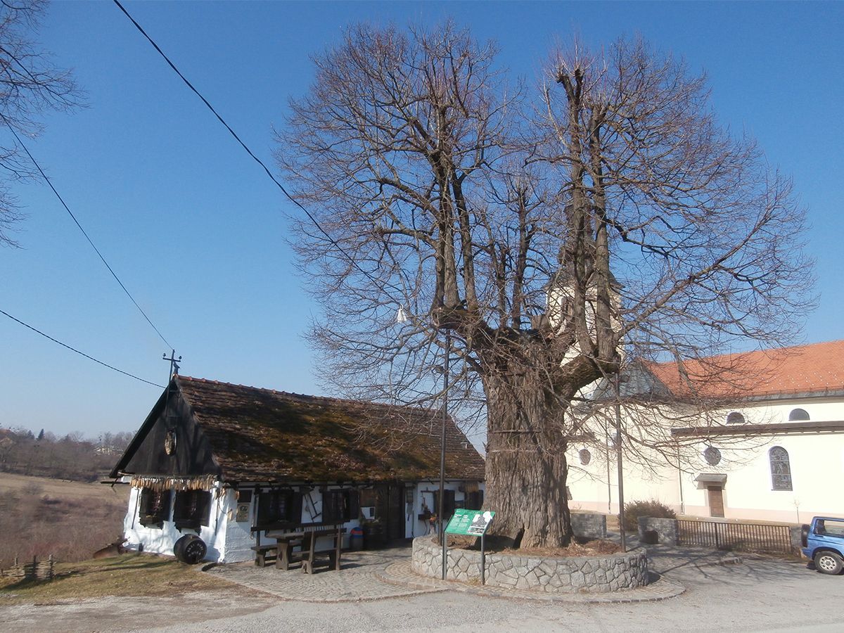 Evropský strom roku 2019