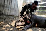 A pak přichází na řadu vyšetření, jehož cílem je zjistit zdravotní stav tapíra.