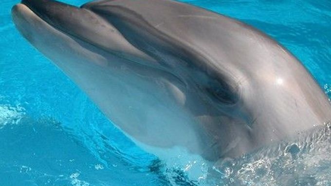 Delfíni jsou schopni navzájem rozeznat členy stejného druhu pomocí specifického hvízdání
