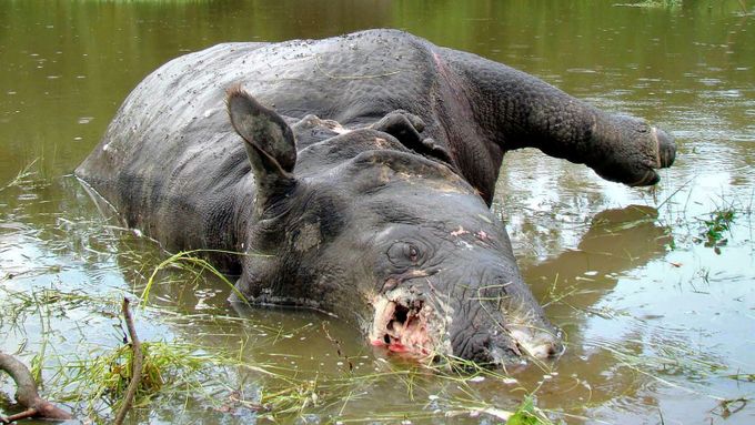 Nosorožec zabitý pytláky.