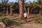 Stopka plantážím na palmový olej. Indonésie pozastavila rozšiřování polí