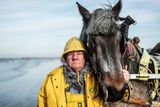 Ošlehaná tvář osmasedmdesátiletého Mariuse Dugardeina. Krevety loví tradičním způsobem za pomoci svého brabantského tažného koně.