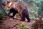 Medvěd na Valašsku napadl další zvířata, odborníci požádali o povolení k odchytu