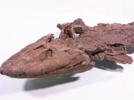 PŘIPOMEŇTE SI Tiktaalik roseae