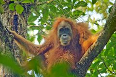 Přímá cesta k vyhynutí. Vzácné orangutany v Indonésii ohrožuje výstavba přehrady