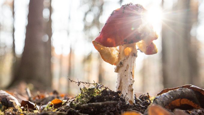 Foto: Co ještě najdete v lesích? A jaká byla letošní houbařská sezona? Podívejte se