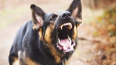 Pes, německý ovčák, vlčák, rozzuřený, štěkání, ilustrační foto