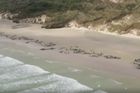 Hromadný úhyn velryb, na pláži jich uvízlo 145. Záchranáři už jim nedokázali pomoci