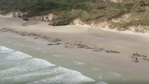 Hromadný úhyn velryb, na pláži jich uvízlo 145. Záchranáři už jim nedokázali pomoci