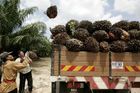 Při výrobě palmového oleje zneužíváte dětskou práci, obviňuje Amnesty nadnárodní giganty