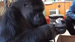gorila Koko
