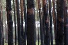 Lesy ČR mezi záchranou a brutálním vykrádáním
