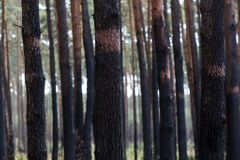 Lesy ČR mezi záchranou a brutálním vykrádáním