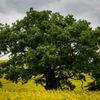 Strom roku 2015 - Bělolhotský baobab