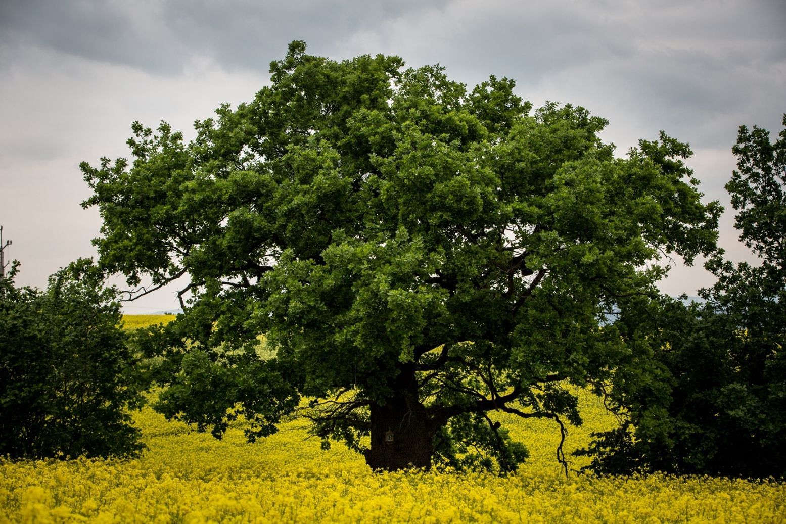 Strom roku 2015 - Bělolhotský baobab