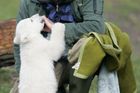 Vědci objasnili záhadné úmrtí polárního medvěda Knuta
