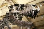 Dinosaurus v berlínském muzeu - ilustrační foto