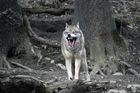 V Česku je první vlk ze smečky, která utekla z německého parku. Loví ho šumavští ochránci přírody