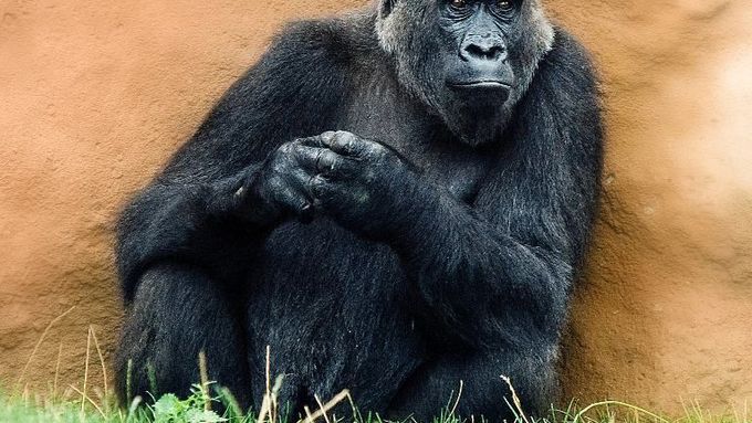 Gorilí samice Kamba z pražské zoo je březí. Narození potomka zahrada očekává na začátku příštího roku.
