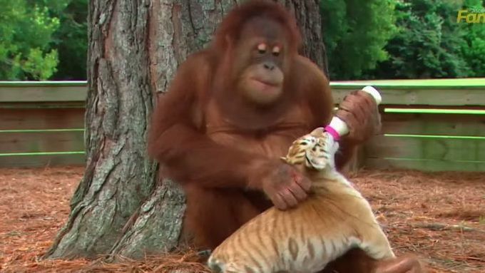 Jak se stará orangutan o malé tygry?