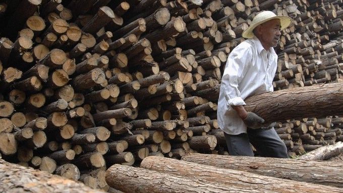 V chudých zemích mizí lesy. Dřevo skupují Američané a Evropané.