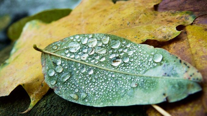Listí k podzimu prostě patří, když se na něm ještě udělají kapičky vody...je to hned zajímavější! (foceno v Táboře)