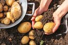 Extrémní sucho žene cenu brambor vzhůru. Prudké zdražení zasáhne brzy i Česko