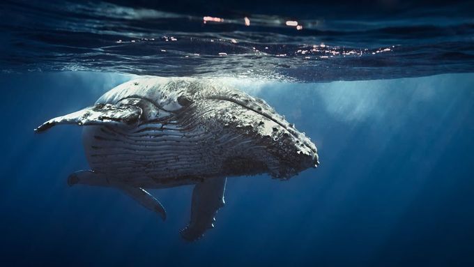 Velryba, ilustrační foto.