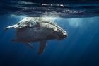 S výzkumem velryb pomůže nová technologie. Vědci využijí satelitní snímky z vesmíru