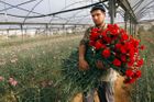 Na valentýnský trh v Evropě dodá květiny Gaza