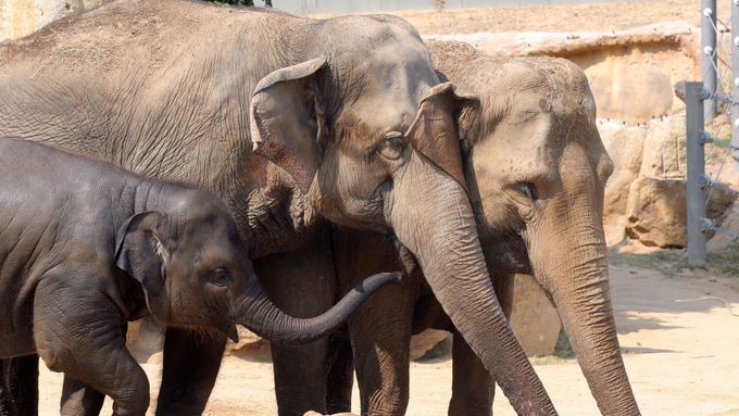 Obrazem: Sloní svátek a mejdan v pražské zoo