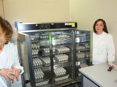 Ne, tohle není drůbežárna. Laboratoř odebírá týdně 1300 oplozených vajec pocházejících z vysoce čistého prostčředí, aby v nich mohla množit chřipkový virus.