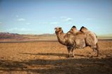 Velbloud dvouhrbý (Camelus bactrianus ferus) je sudokopytník, který je silně ohrožen vyhubením. Ve volné přírodě bychom jej mohli vidět ve střední a západní Asii. Na fotografii je dospělý samec jménem Merlin vážící 650 kg. Velbloud na výsledné fotce váží přibližně 1300 kg.