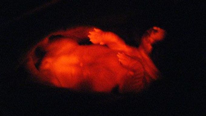 Ruppy je dosud první geneticky upraveně štěně, které pod ultrafialovým zářením svítí červeně