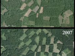 Postup těžby lužního lesa v oblasti soutoku Moravy a Dyje u Lanžhota na satelitním snímku.