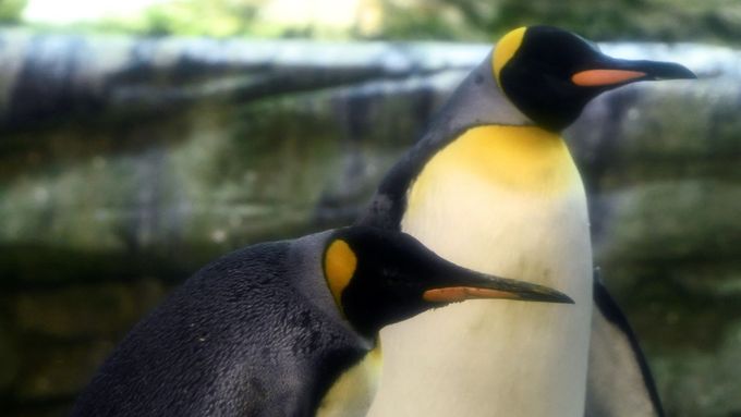 Záběry tučňáků gayů Skippera a Pinga v berlínské zoo