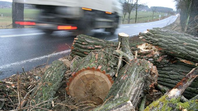 Padlých stromů na silnicích bylo bezpočet. Tento na silnici číslo 4 mezi Prahou a Českými Buďejovicemi stačili hasiči odklidit již před svítáním.