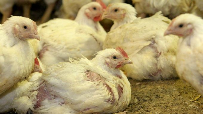 Kuřata se dioxinem kontaminovala z tuku, který byl v krmení