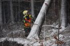 Bouře kácela stromy, v Hradci zavřeli vstupy do lesů
