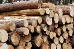 Lesům ČR klesl provozní zisk na 5,5 miliardy korun, o sedm procent méně než před rokem