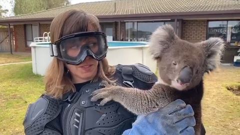 Reportérka se obrnila před jedovatým koalou. Když jí vše došlo, vyprskla smíchy