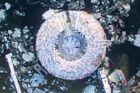 Luxusní lázně za polárním kruhem vypadají jako obří kobliha. Noc tu stojí 16 tisíc